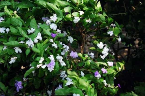 鸳鸯茉莉的花语是什么，寓意忠贞贞洁、尊敬尊重等