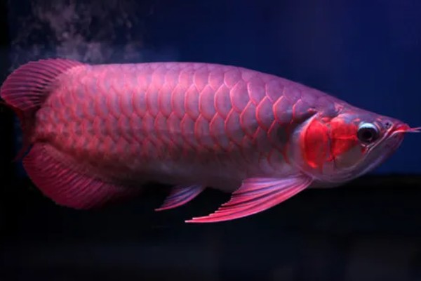 红龙鱼的形态特征，成年后的红龙鱼体长约为60cm