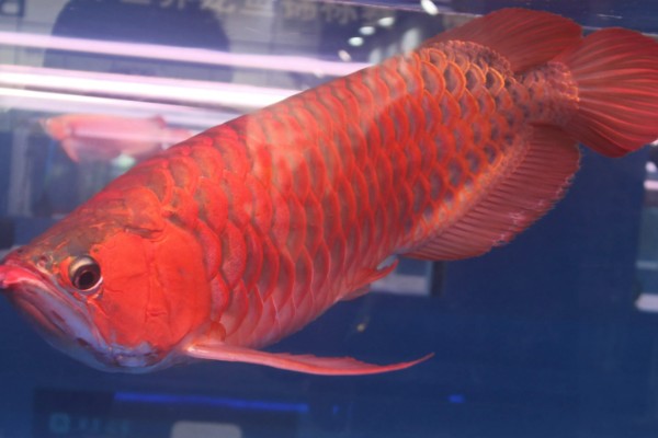 红龙鱼的形态特征，成年后的红龙鱼体长约为60cm