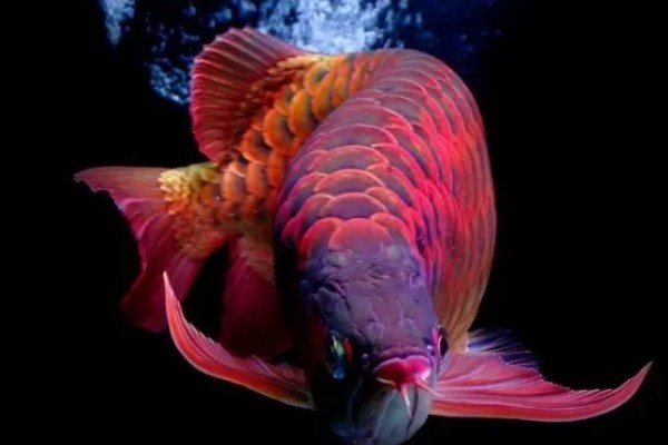 红龙鱼的形态特征，成年后的红龙鱼体长约为60cm