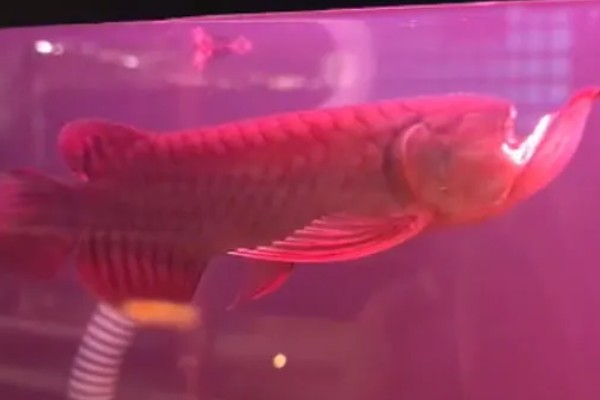 红龙鱼的形态特征，成年后的红龙鱼体长约为60cm