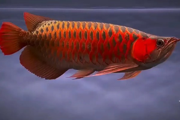 红龙鱼的形态特征，成年后的红龙鱼体长约为60cm
