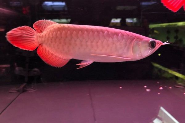 红龙鱼的形态特征，成年后的红龙鱼体长约为60cm