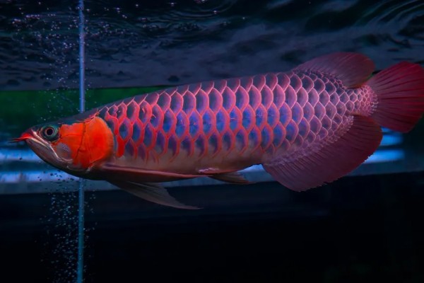 红龙鱼的形态特征，成年后的红龙鱼体长约为60cm