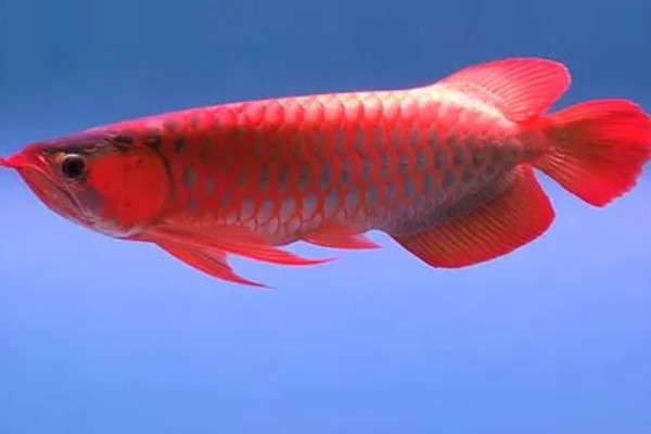 红龙鱼的形态特征，成年后的红龙鱼体长约为60cm