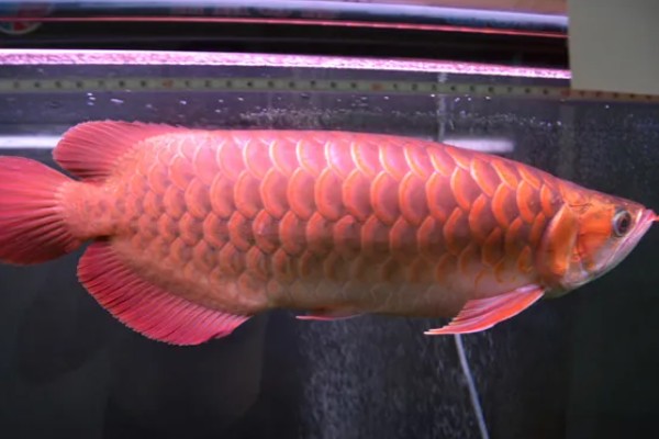 红龙鱼的形态特征，成年后的红龙鱼体长约为60cm