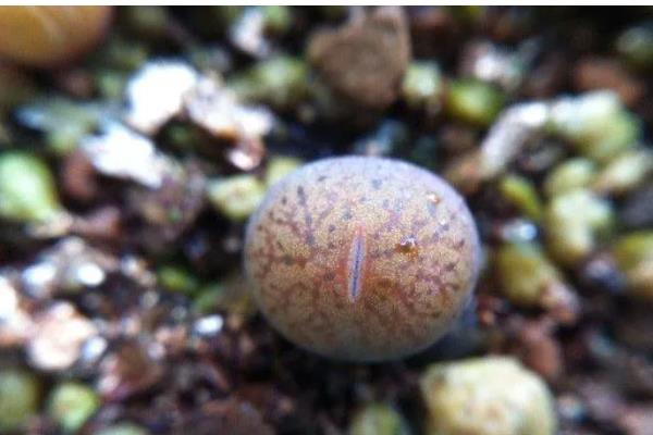 种植生石花过多长时间才能浇水，至少间隔一个星期才能提供水分