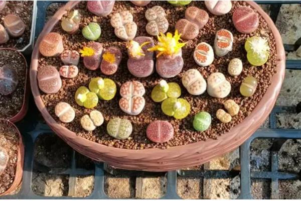 种植生石花过多长时间才能浇水，至少间隔一个星期才能提供水分