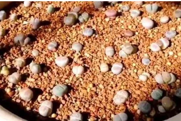 种植生石花过多长时间才能浇水，至少间隔一个星期才能提供水分