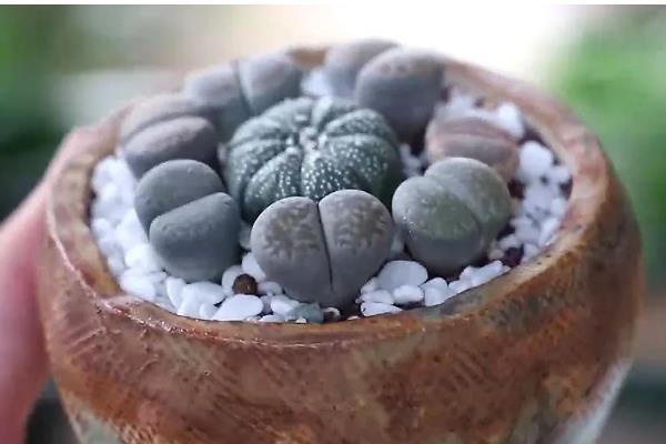 种植生石花过多长时间才能浇水，至少间隔一个星期才能提供水分