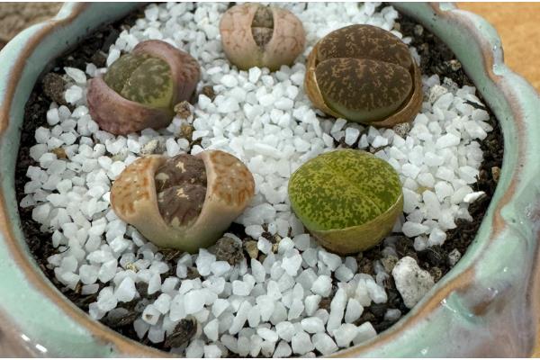 种植生石花过多长时间才能浇水，至少间隔一个星期才能提供水分