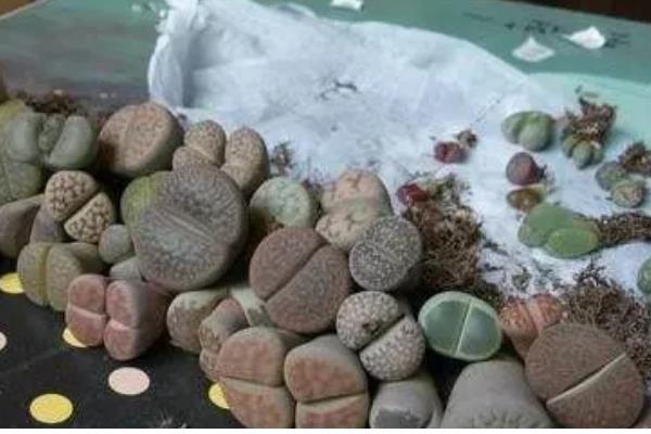 种植生石花过多长时间才能浇水，至少间隔一个星期才能提供水分