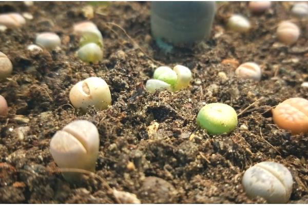 种植生石花过多长时间才能浇水，至少间隔一个星期才能提供水分