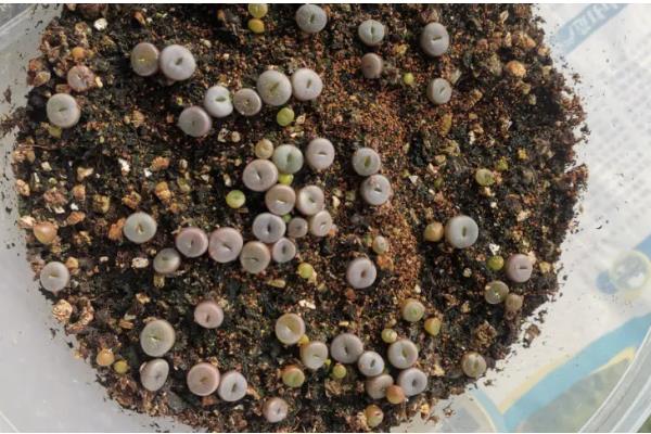 种植生石花过多长时间才能浇水，至少间隔一个星期才能提供水分