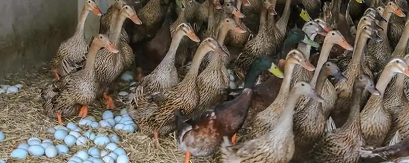 鸭子常见疾病怎么防治，发生流行性感冒可饲喂阿司匹林