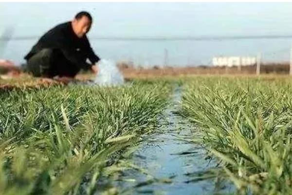 小麦冬灌有什么作用，能起到储水蓄墒、预防春旱等效果