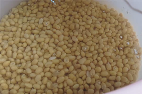 黄豆水发酵多长时间才能浇花，经过1个月左右就可以使用