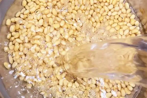 黄豆水发酵多长时间才能浇花，经过1个月左右就可以使用