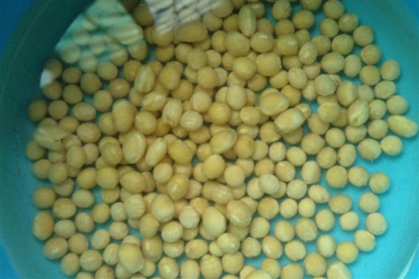 黄豆水发酵多长时间才能浇花，经过1个月左右就可以使用