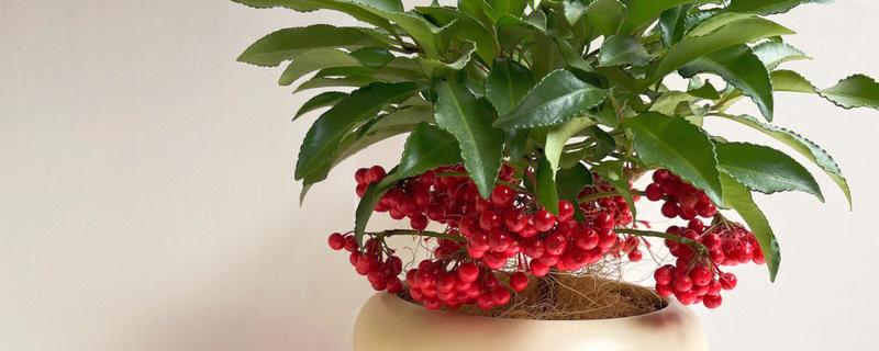 富贵子果实落了怎么处理，要保持其适量的水肥供应