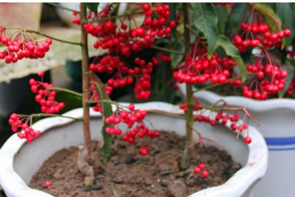 富贵子果实落了怎么处理，要保持其适量的水肥供应