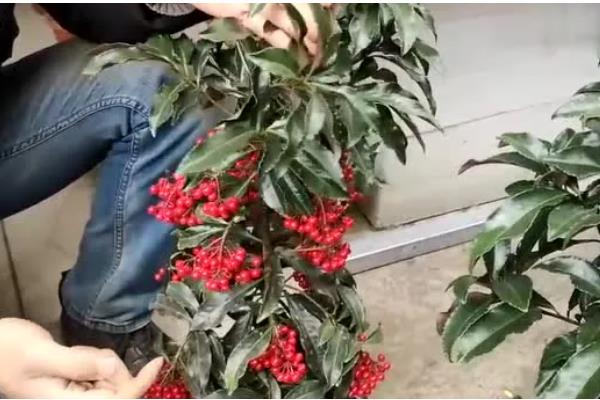 富贵子果实落了怎么处理，要保持其适量的水肥供应