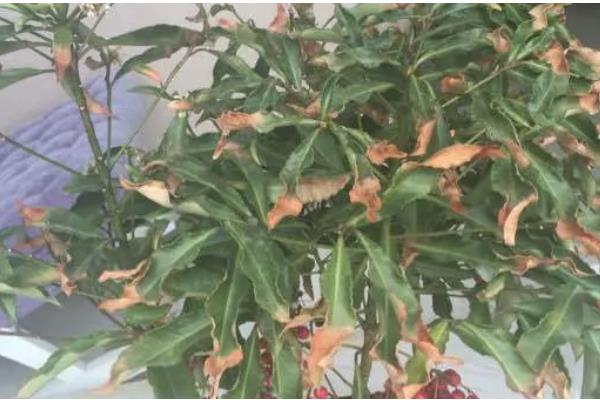 富贵子果实落了怎么处理，要保持其适量的水肥供应