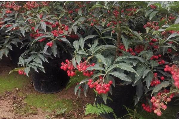 富贵子果实落了怎么处理，要保持其适量的水肥供应