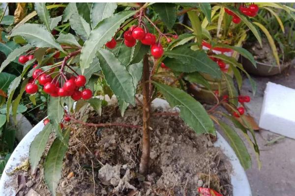 富贵子果实落了怎么处理，要保持其适量的水肥供应