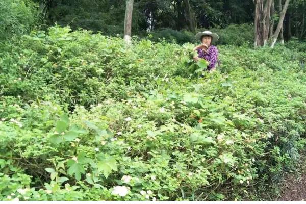 富贵子果实落了怎么处理，要保持其适量的水肥供应