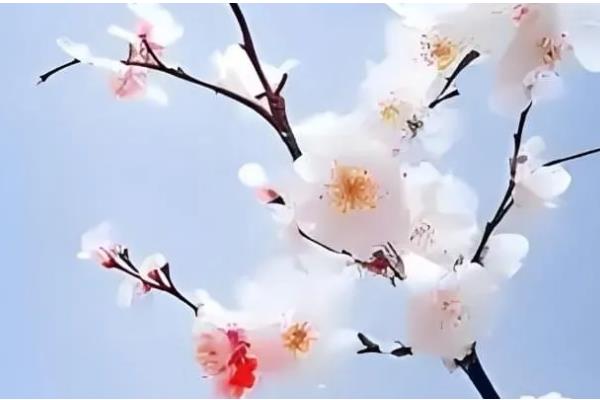 小寒吃什么食物，吃腊八粥是传统习俗