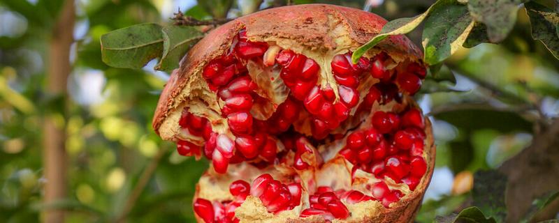 石榴开裂的原因，一般是过度施肥、强光直射等因素所致