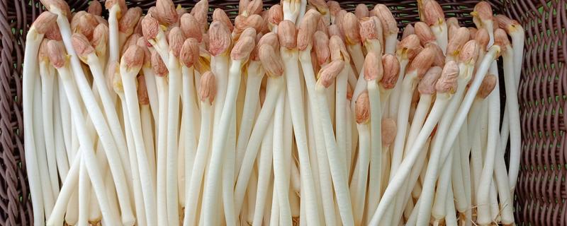 花生芽苗菜的种植方法，每天要淋水3-4次