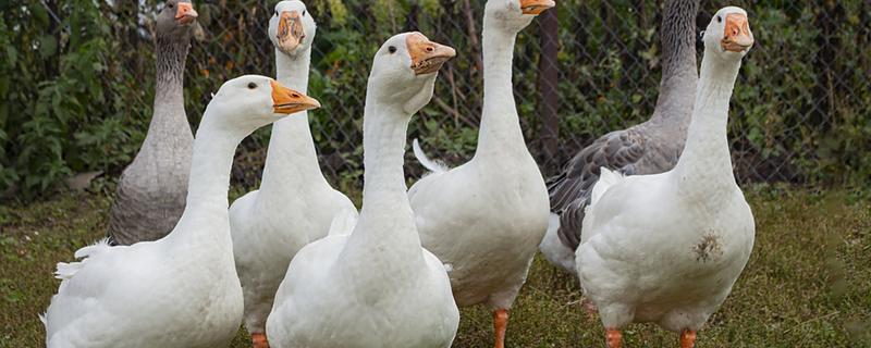 鹅头上的包叫什么，叫做肉瘤
