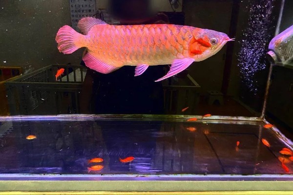 怎么预防龙鱼掉眼，要避免它们长时间往下看