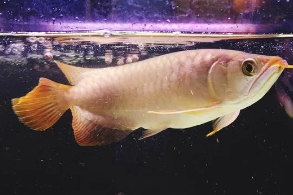 怎么预防龙鱼掉眼，要避免它们长时间往下看