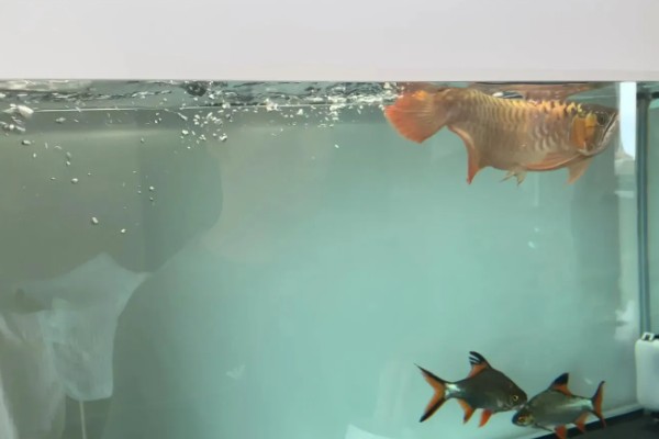 怎么预防龙鱼掉眼，要避免它们长时间往下看