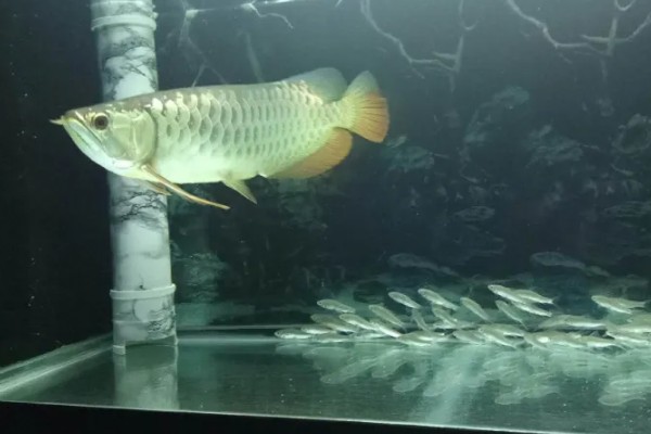 怎么预防龙鱼掉眼，要避免它们长时间往下看