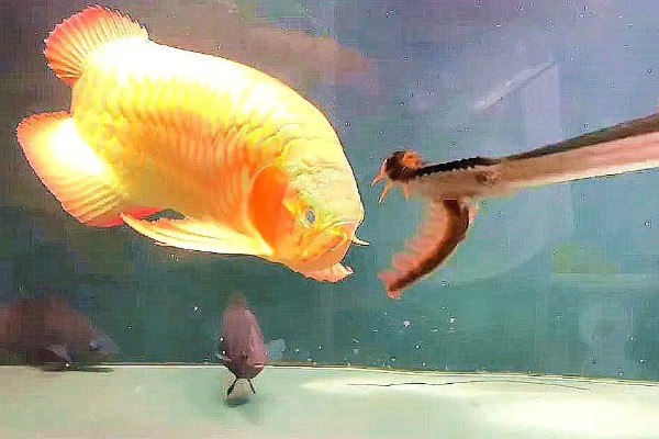 怎么预防龙鱼掉眼，要避免它们长时间往下看