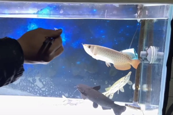 怎么预防龙鱼掉眼，要避免它们长时间往下看