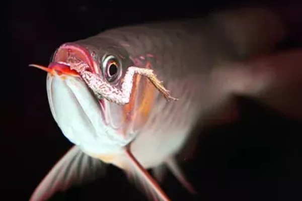 怎么预防龙鱼掉眼，要避免它们长时间往下看