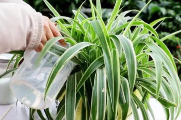 吊兰叶子发黄怎么处理，根据原因对症治疗