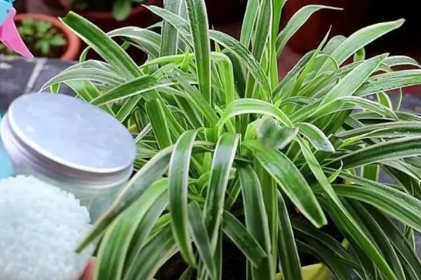 吊兰叶子发黄怎么处理，根据原因对症治疗