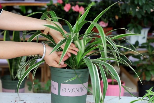 吊兰叶子发黄怎么处理，根据原因对症治疗