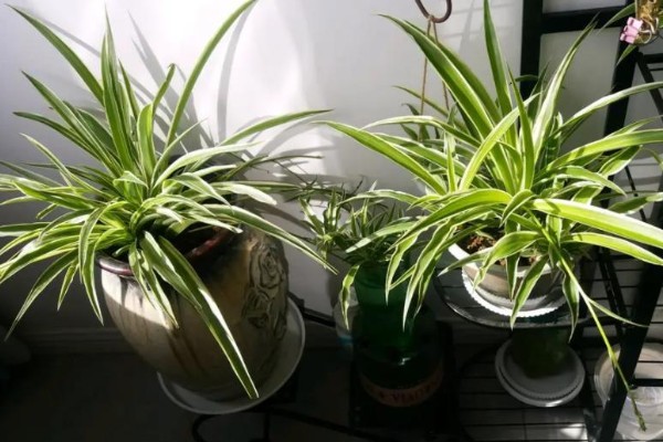 吊兰叶子发黄怎么处理，根据原因对症治疗