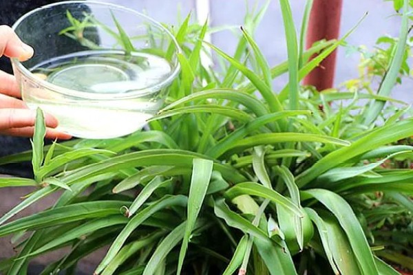 吊兰叶子发黄怎么处理，根据原因对症治疗