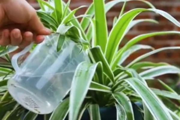 吊兰叶子发黄怎么处理，根据原因对症治疗