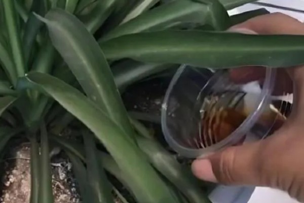 吊兰叶子发黄怎么处理，根据原因对症治疗