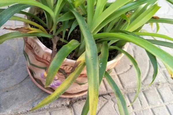 吊兰叶子发黄怎么处理，根据原因对症治疗