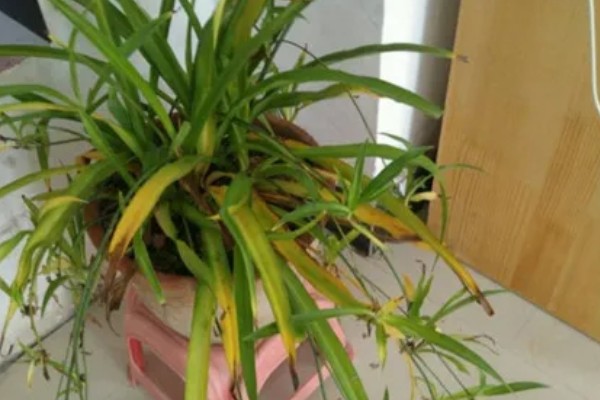 吊兰叶子发黄怎么处理，根据原因对症治疗